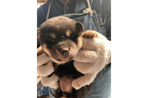 成約済の広島県の柴犬-273316の11枚目