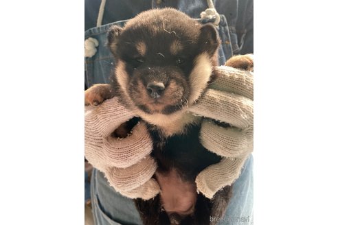 成約済の広島県の柴犬-273316の9枚目