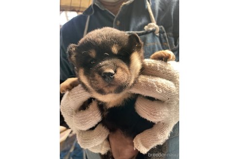 成約済の広島県の柴犬-273316の8枚目