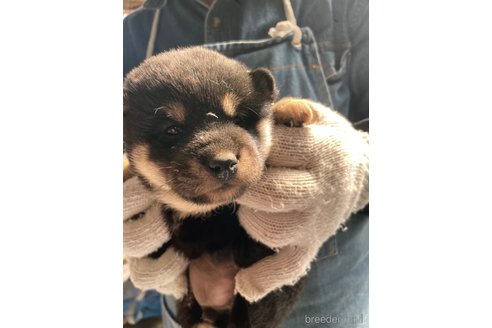 成約済の広島県の柴犬-273316の5枚目