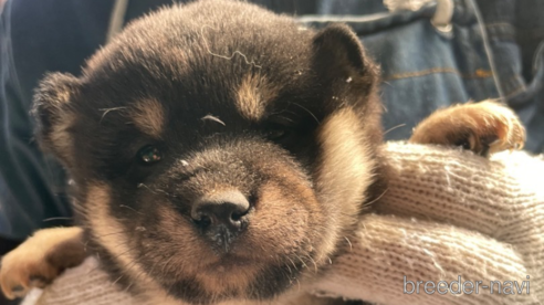 成約済の広島県の柴犬-273316の3枚目