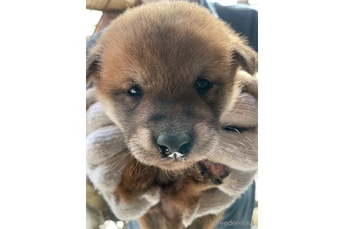 成約済の広島県の柴犬-271481の9枚目