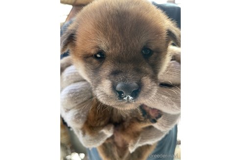 成約済の広島県の柴犬-271481の5枚目
