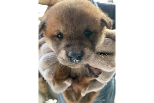 成約済の広島県の柴犬-271481の6枚目