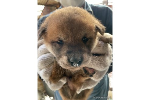 成約済の広島県の柴犬-271481の7枚目