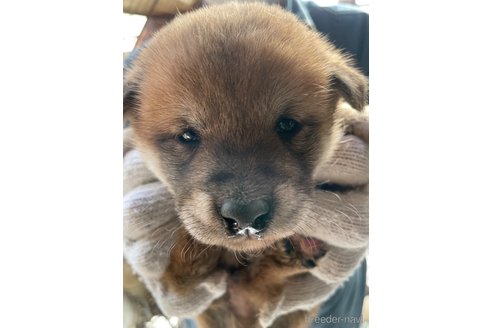 成約済の広島県の柴犬-271481の8枚目