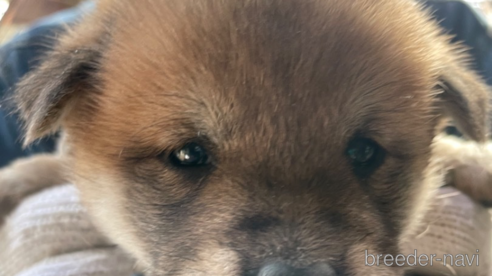 成約済の広島県の柴犬-271481の4枚目