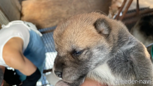 成約済の広島県の柴犬-271481の3枚目