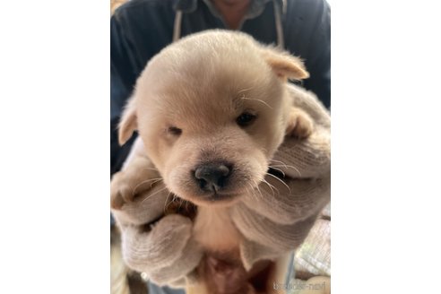 成約済の広島県の柴犬-273342の2枚目