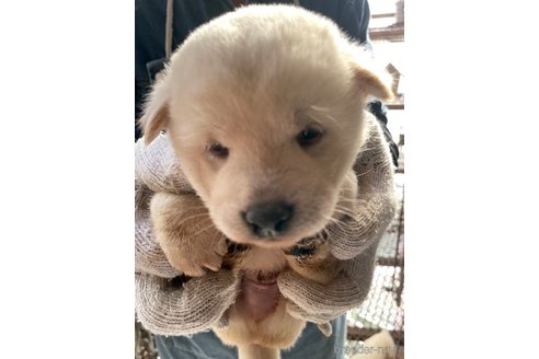 成約済の広島県の柴犬-273342の4枚目