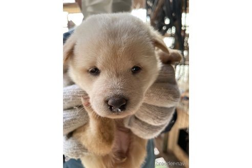 成約済の広島県の柴犬-273343の5枚目