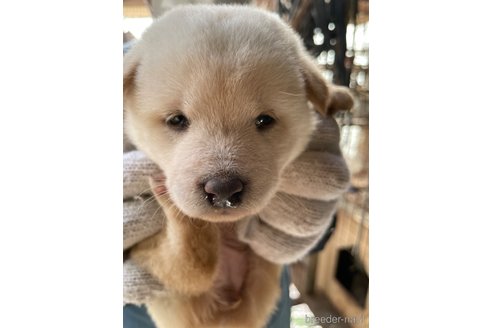成約済の広島県の柴犬-273343の3枚目