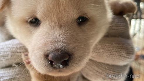 成約済の広島県の柴犬-273343の2枚目