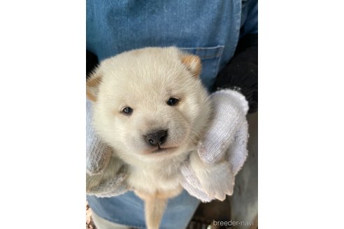 成約済の広島県の柴犬-273344の3枚目