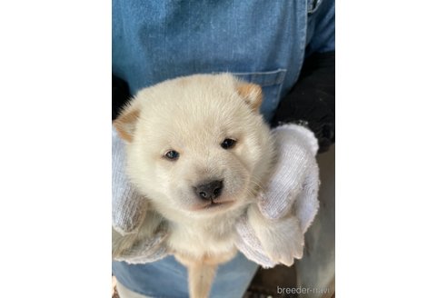 成約済の広島県の柴犬-273344の4枚目