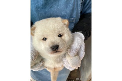 成約済の広島県の柴犬-273344の5枚目