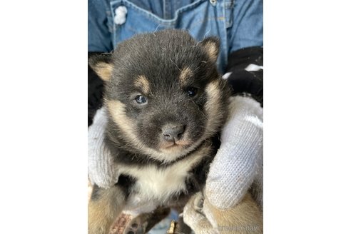 成約済の広島県の柴犬-273345
