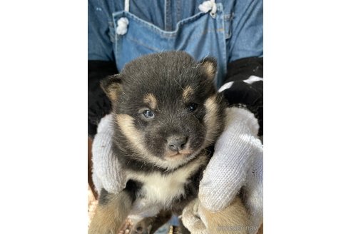 成約済の広島県の柴犬-273345の3枚目