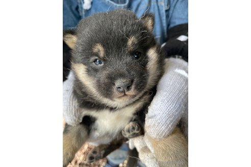 成約済の広島県の柴犬-273345の4枚目