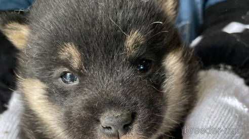 成約済の広島県の柴犬-273345の2枚目