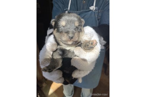 成約済の広島県の柴犬-273346の5枚目