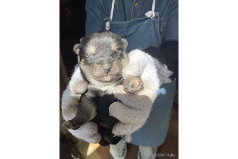 成約済の広島県の柴犬-273346の6枚目