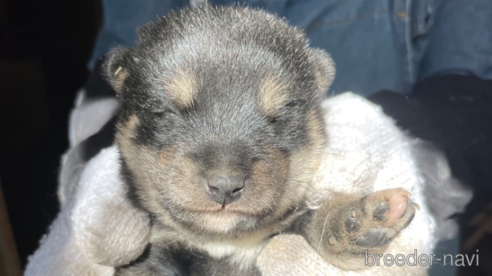 成約済の広島県の柴犬-273346の3枚目