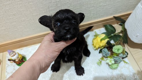 成約済の広島県のチワプー:チワワ×トイプードル-271215の223枚目