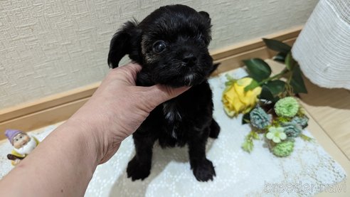 成約済の広島県のチワプー:チワワ×トイプードル-271215の221枚目
