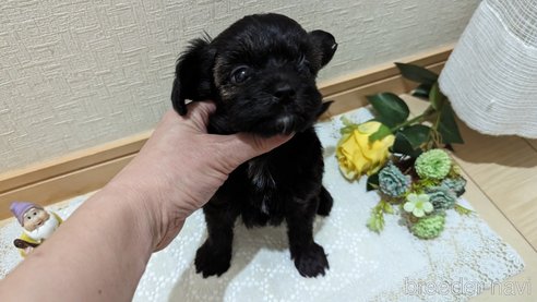 成約済の広島県のチワプー:チワワ×トイプードル-271215の222枚目