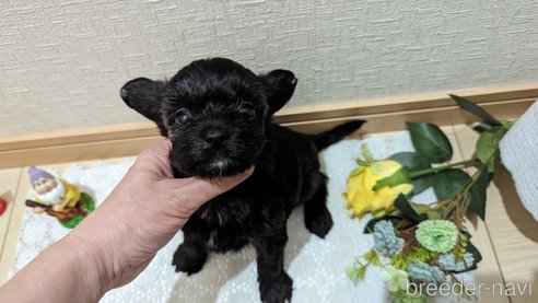 成約済の広島県のチワプー:チワワ×トイプードル-271215の220枚目