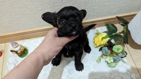 成約済の広島県のチワプー:チワワ×トイプードル-271215の217枚目