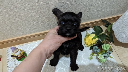 成約済の広島県のチワプー:チワワ×トイプードル-271215の215枚目