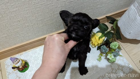 成約済の広島県のチワプー:チワワ×トイプードル-271215の216枚目