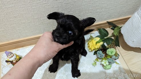 成約済の広島県のチワプー:チワワ×トイプードル-271215の213枚目