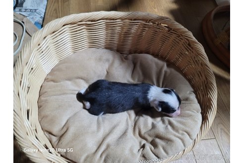 成約済の千葉県のチャイニーズクレステッドドッグ-273366の4枚目