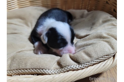 成約済の千葉県のチャイニーズクレステッドドッグ-273366の3枚目