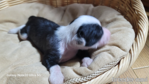 成約済の千葉県のチャイニーズクレステッドドッグ-273366の2枚目