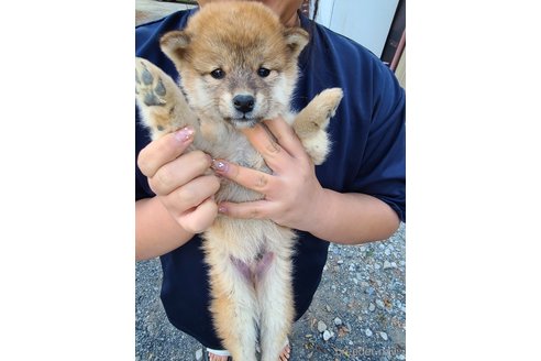 成約済の徳島県の柴犬-267550の5枚目