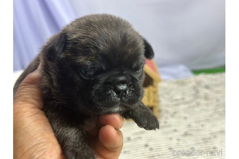 販売中の茨城県のミックス犬-273404