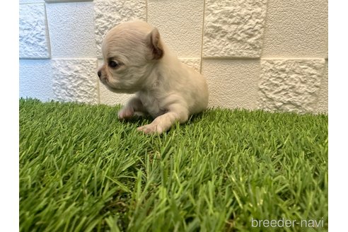 成約済の愛知県のチワワ(ロングコート)-273418の7枚目