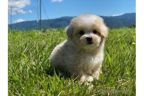 成約済の長野県のマルプー:マルチーズ×トイプードル-273438の5枚目