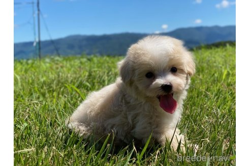 成約済の長野県のマルプー:マルチーズ×トイプードル-273438の6枚目