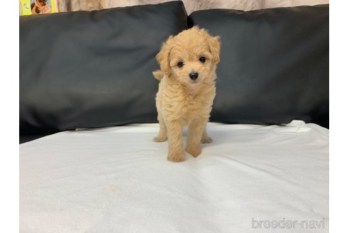 成約済の岐阜県のミックス犬-267582の6枚目