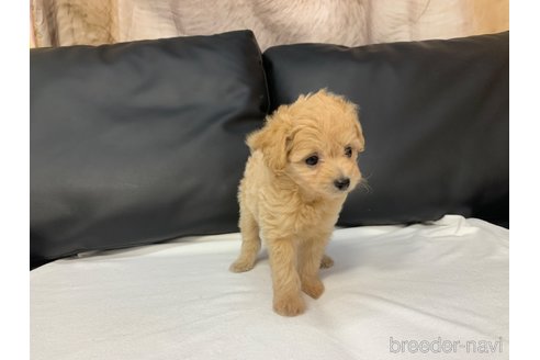 成約済の岐阜県のミックス犬-267582の5枚目