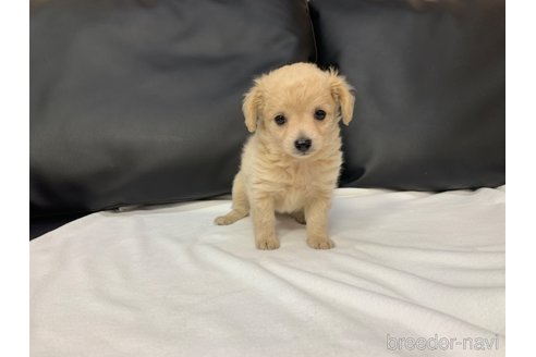成約済の岐阜県のミックス犬-267581の3枚目