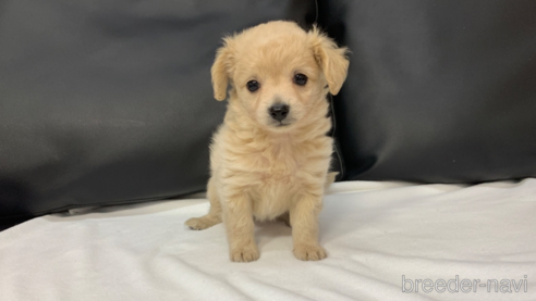 成約済の岐阜県のミックス犬-267581の2枚目