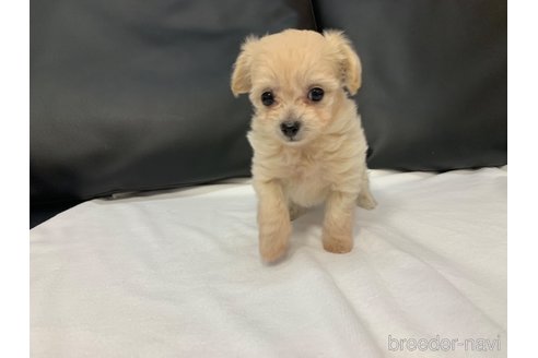 成約済の岐阜県のミックス犬-266487の4枚目