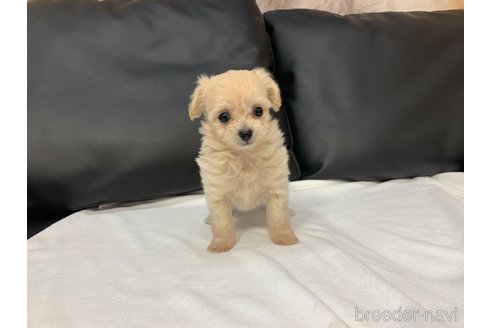 成約済の岐阜県のミックス犬-266487の3枚目