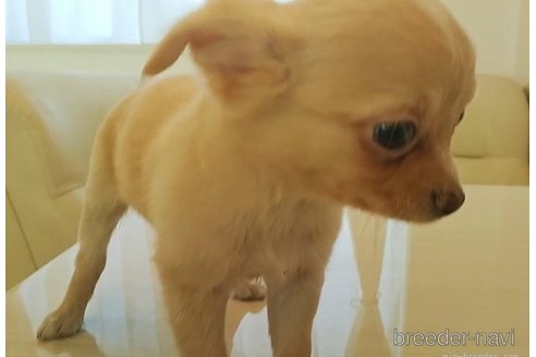 成約済の愛知県のチワワ(ロングコート)-266355の4枚目